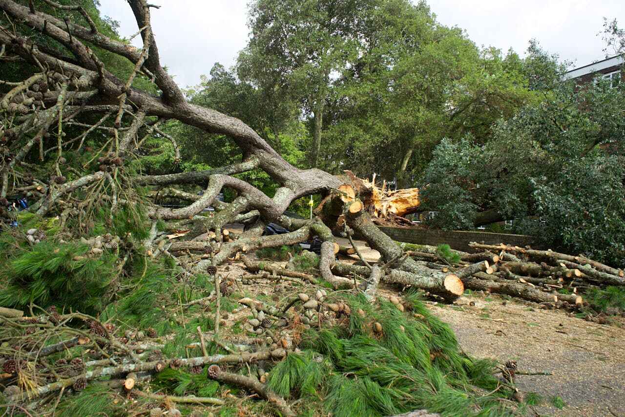 Tree Branch Trimming in Manasota Key, FL